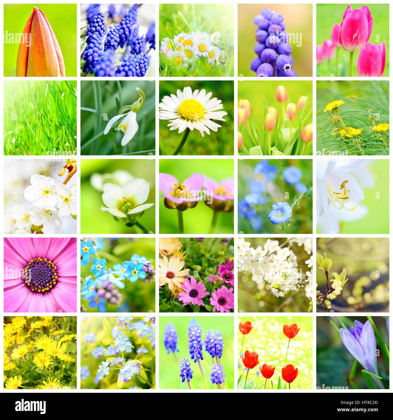 Frühling Blumen Collage mit Bildern von Pflanzen und Blumen im Garten. Stockfoto