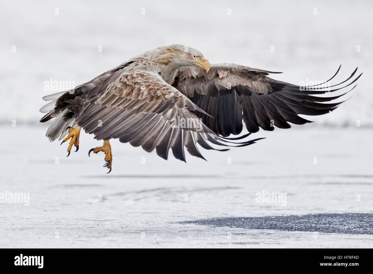 Meer-Seeadler (Haliaeetus Horste), Erwachsene am Start-Gostynińsko Włocławski Park, Polen Stockfoto