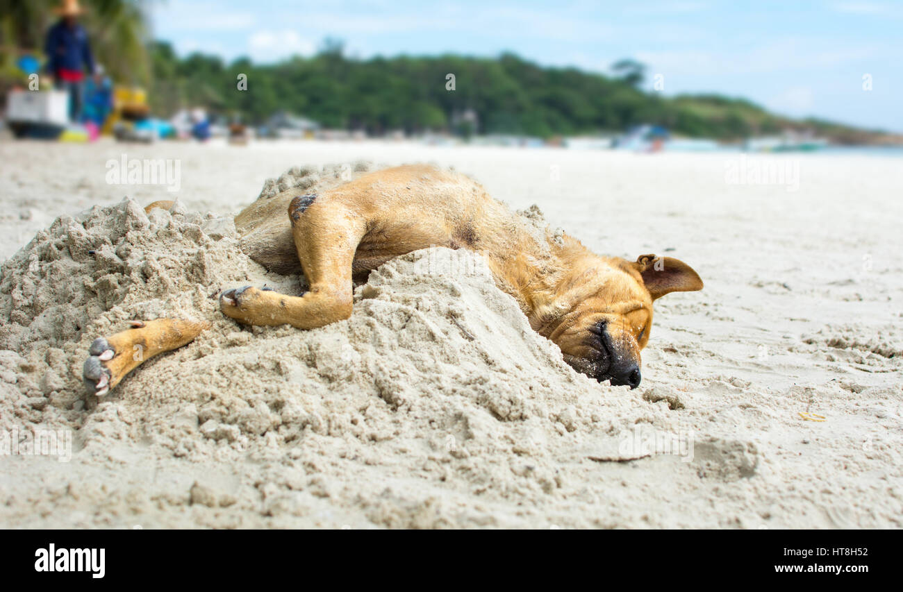Hund schläft auf einem sandigen Strand bedeckt mit sand Stockfoto