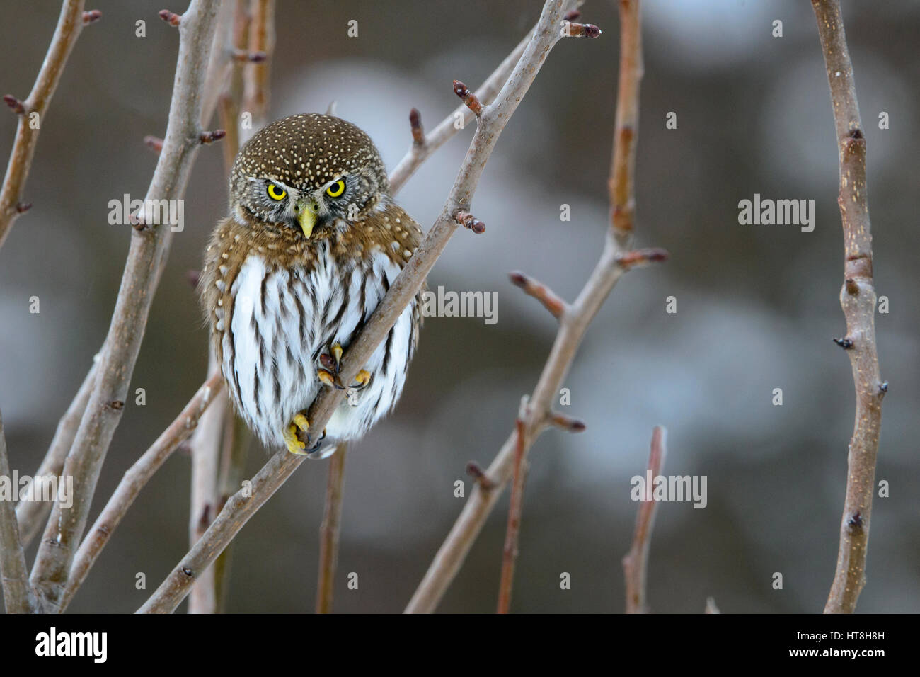 Nördlichen Pygmäen-Eule (Glaucidium Gnoma), Western Montana Stockfoto