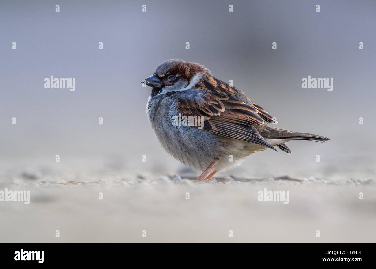 Männlichen Erwachsenen Haussperling Stockfoto