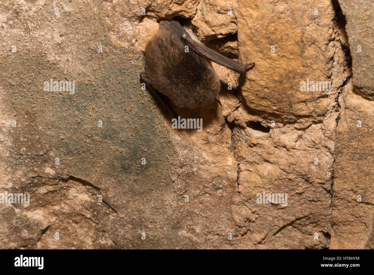 Die Fledermaus im Tunnel. Schlafende Fledermaus. Stockfoto