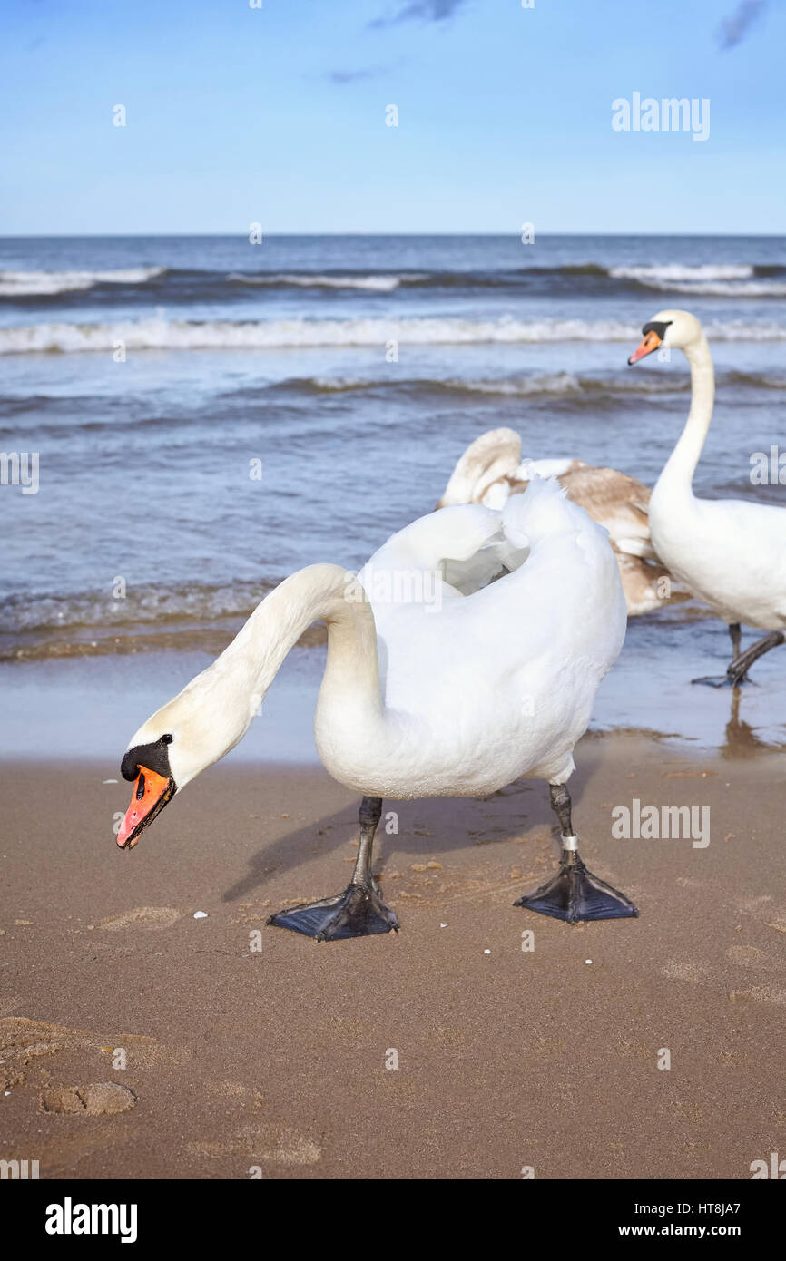 Bild von Höckerschwäne am Strand. Stockfoto