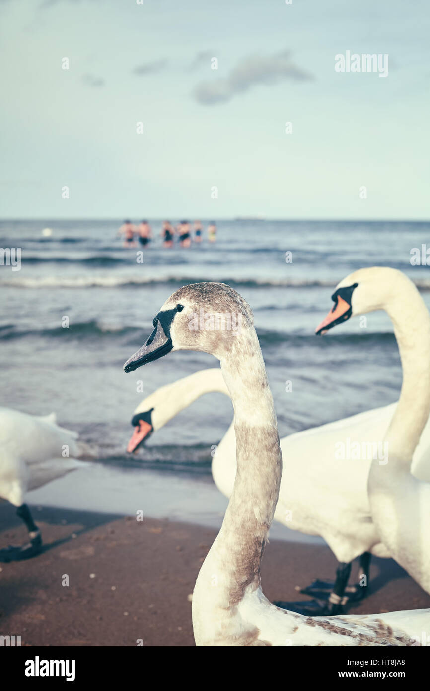 Alte Film Retro stilisierte Bild der Höckerschwäne am Strand, Menschen im Wasser in Ferne, selektiven Fokus. Stockfoto