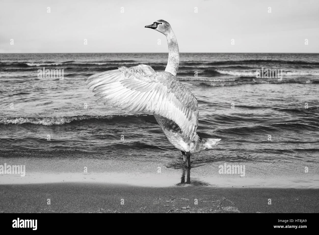 Schwarz / weiß-Bild von einem Höckerschwan erstreckt sich seine Flügel an einem Strand. Stockfoto