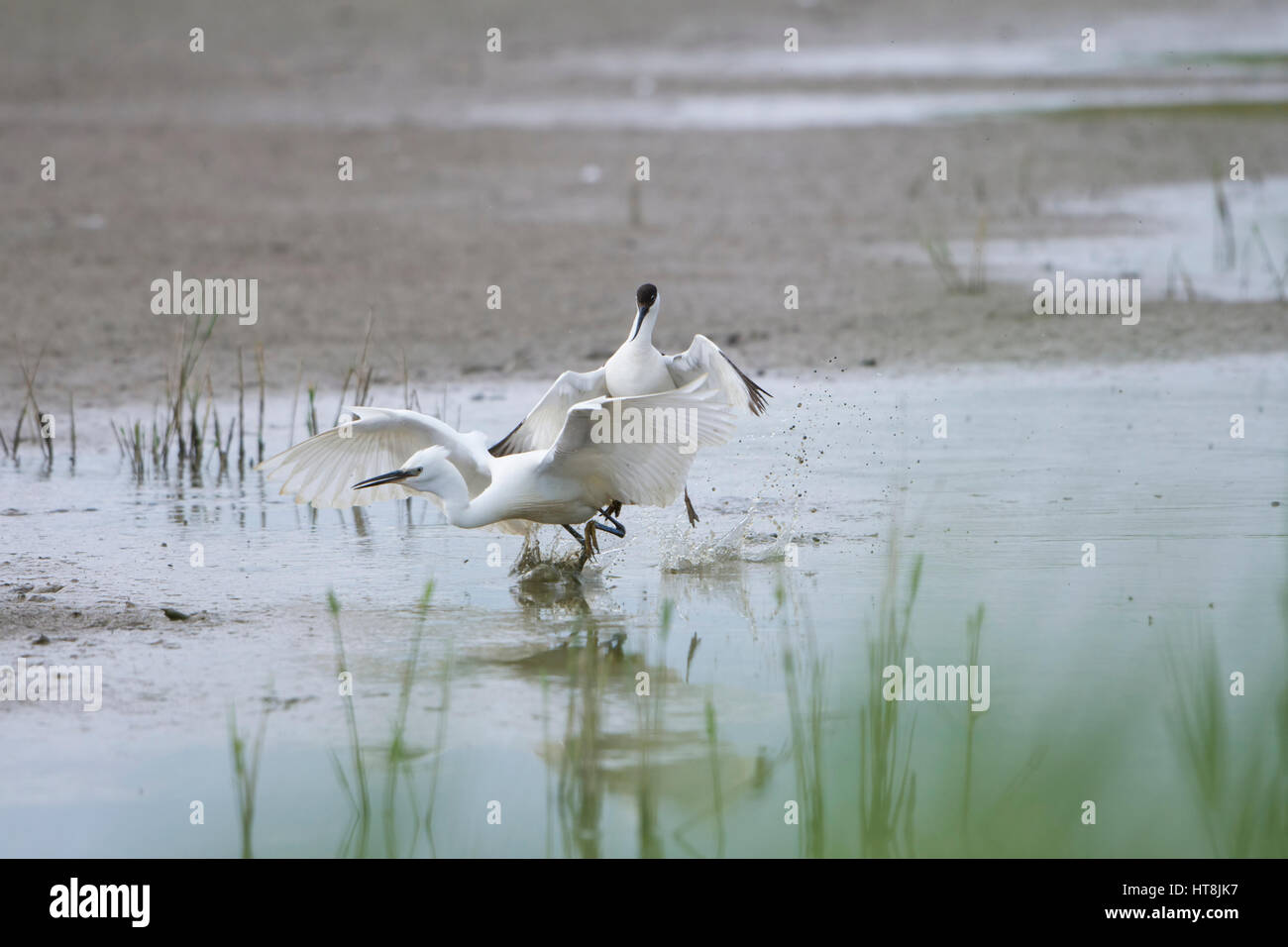 Ein Erwachsener Säbelschnäbler (Recurvirostra Avosetta) Angriff auf ein Seidenreiher bei der Verteidigung jung, Minsmere, Suffolk, UK Stockfoto