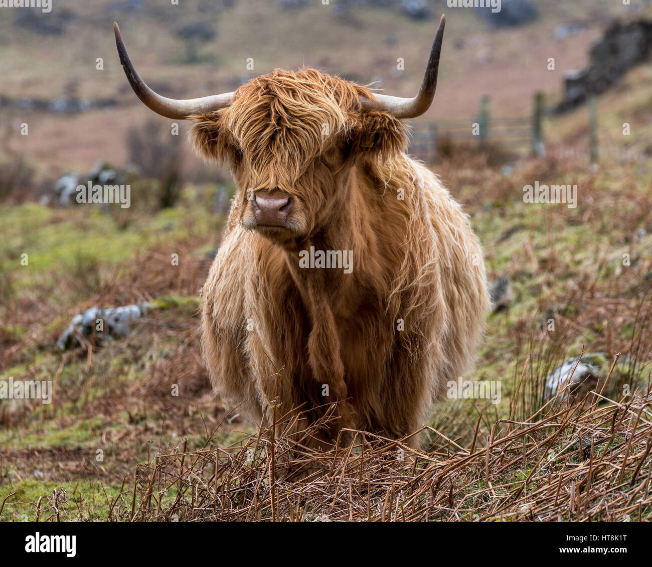 Auf der Isle of Mull berühmten schottischen Hochlandrinder zu züchten, das ist Angus Bruder von Hamish große farbige fair hellen Braun haarigen Mantel. Stockfoto
