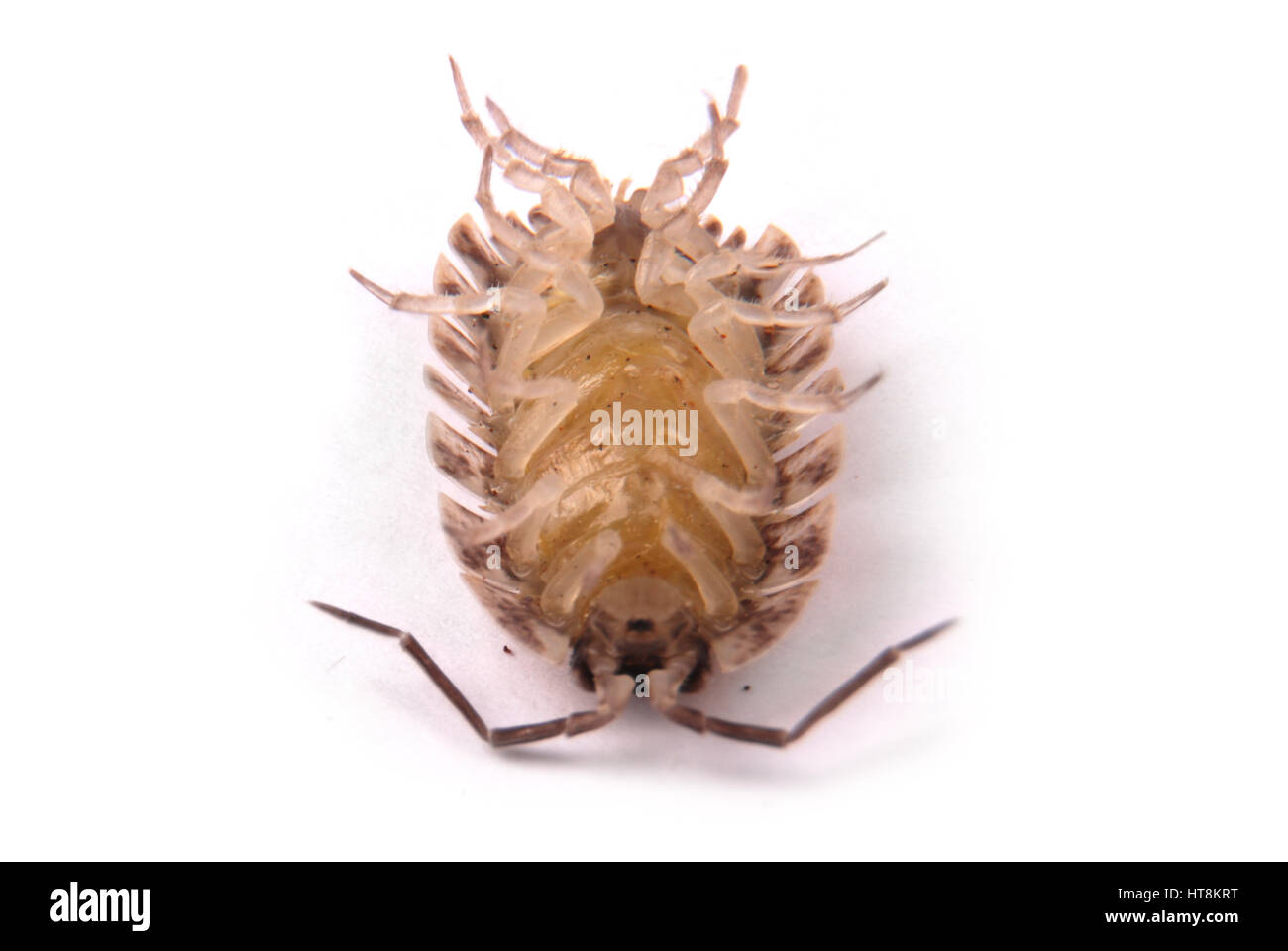 Nahaufnahme von einem gemeinsamen Asseln (Porcellio Scaber) von unten isoliert auf weißem Hintergrund mit weichen Schatten Stockfoto