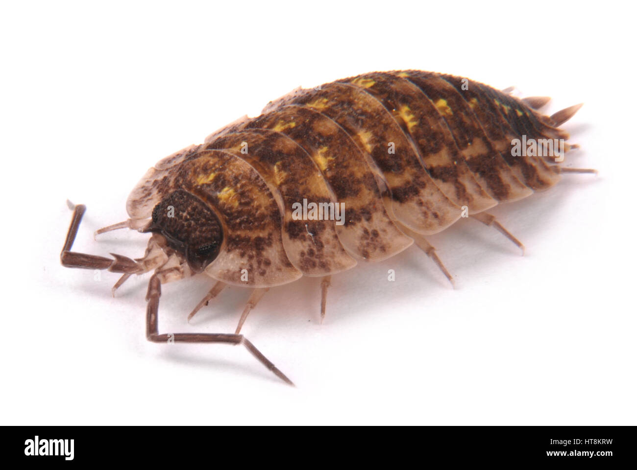 Nahaufnahme von einem gemeinsamen Asseln (Porcellio Scaber) von der Seite isoliert auf weißem Hintergrund mit weichen Schatten Stockfoto