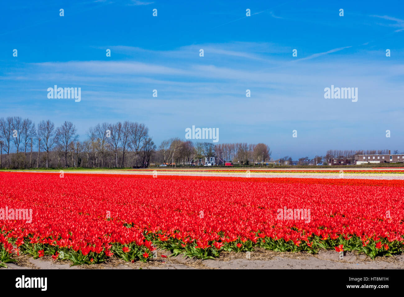 Bunte Blüte Blumen Anbau Tulpenfeld im Frühjahr. Keukenhof, Holland oder Niederlande, Europa Stockfoto