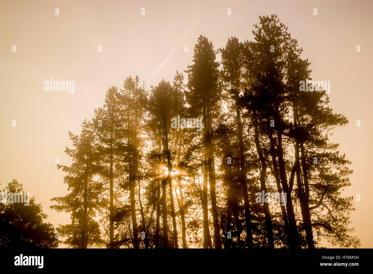 Sonne, Nebel hinter einem Stand von Pinien zu durchbrechen. Stockfoto