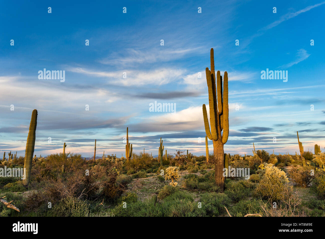 Malerische Wüstenlandschaft in Arizona mit Saguaro-Kakteen und blauem Himmel Stockfoto