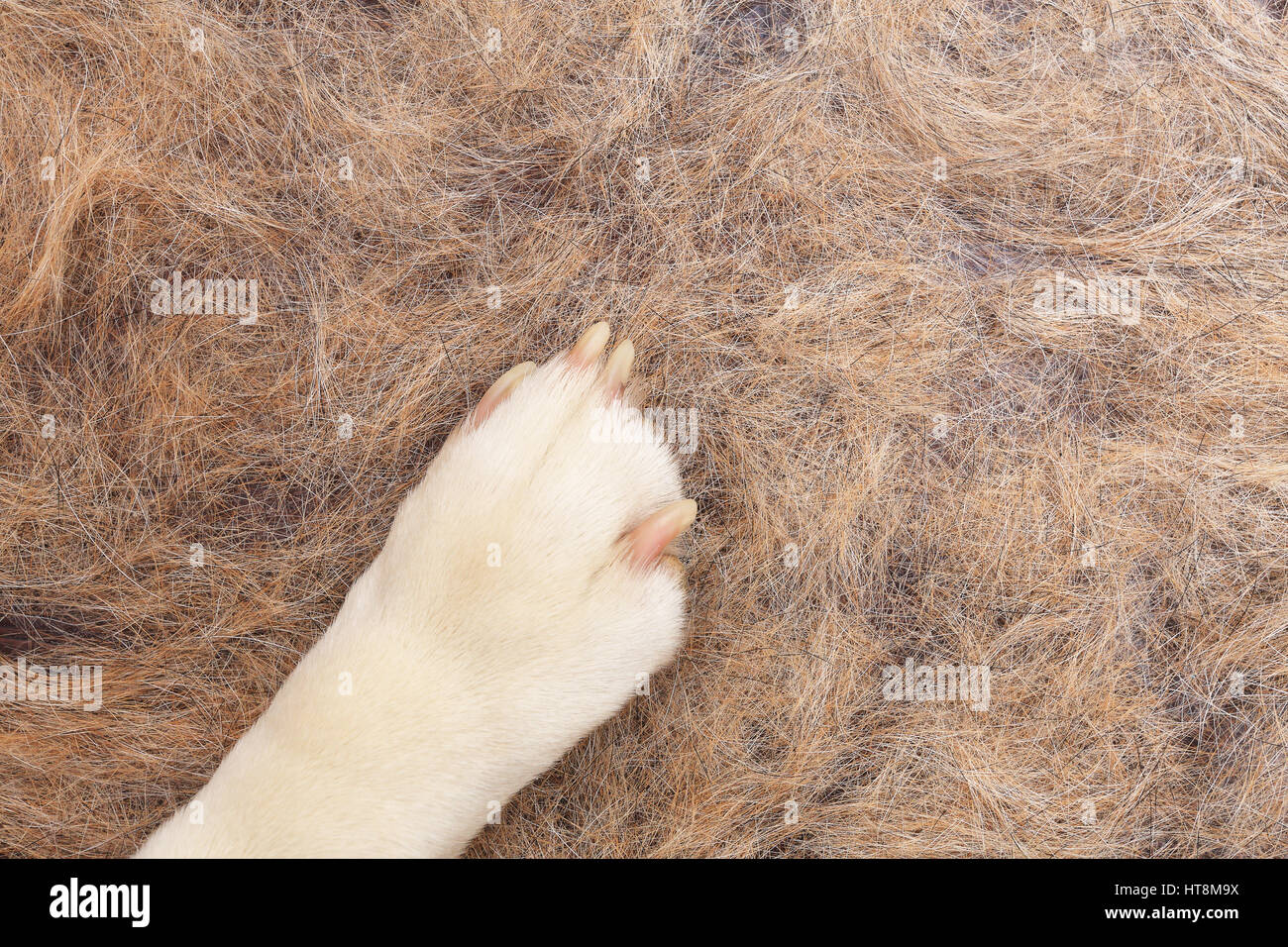 Hund-pow auf Hund Haare Closeup. Hundehaare in flach auf dem Boden. Perfekte veterinärmedizinischen Hintergrund. Stockfoto
