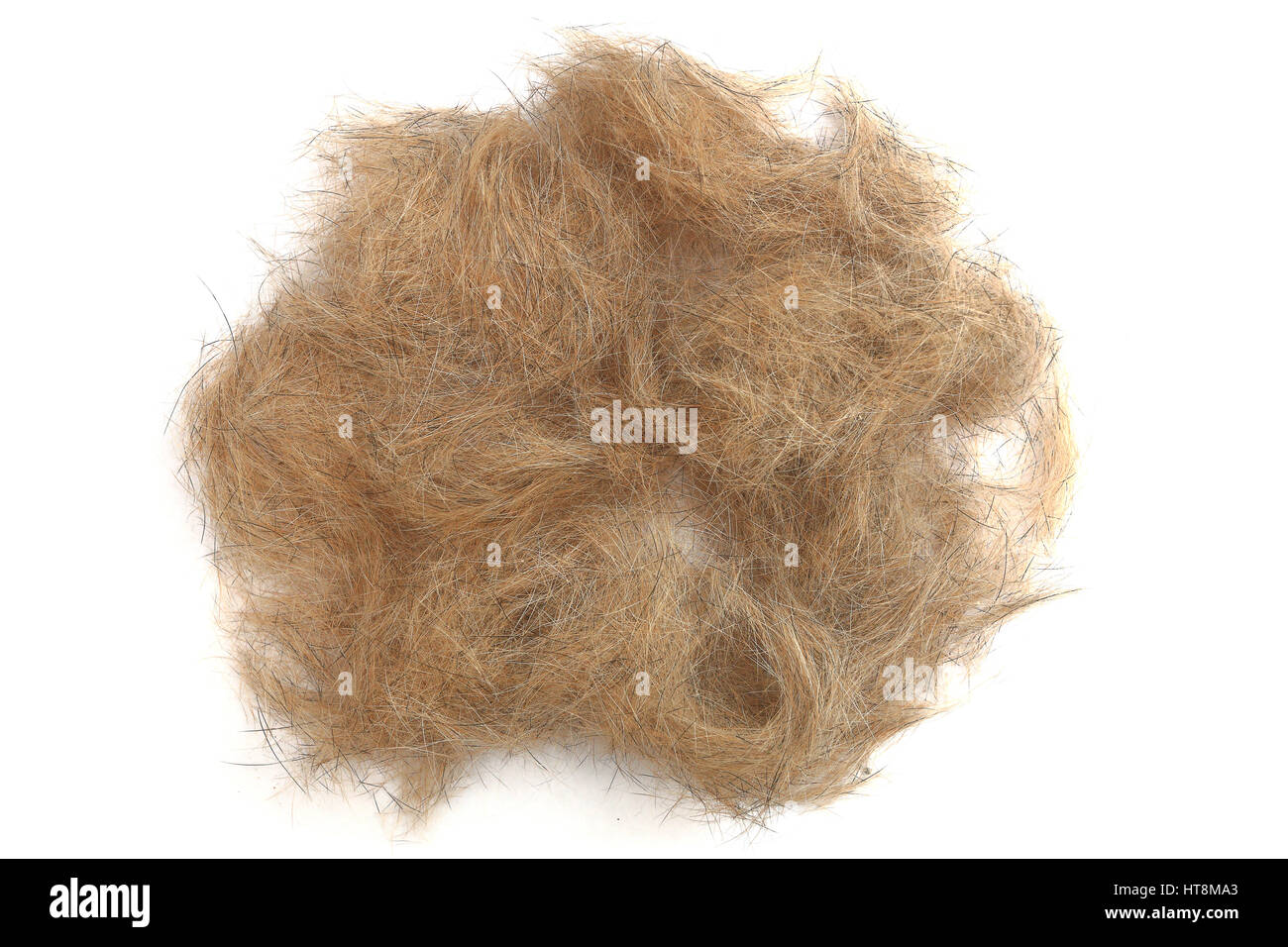 Hundehaaren isoliert auf weißem Hintergrund. Gute tierärztliche Konzept. Stockfoto