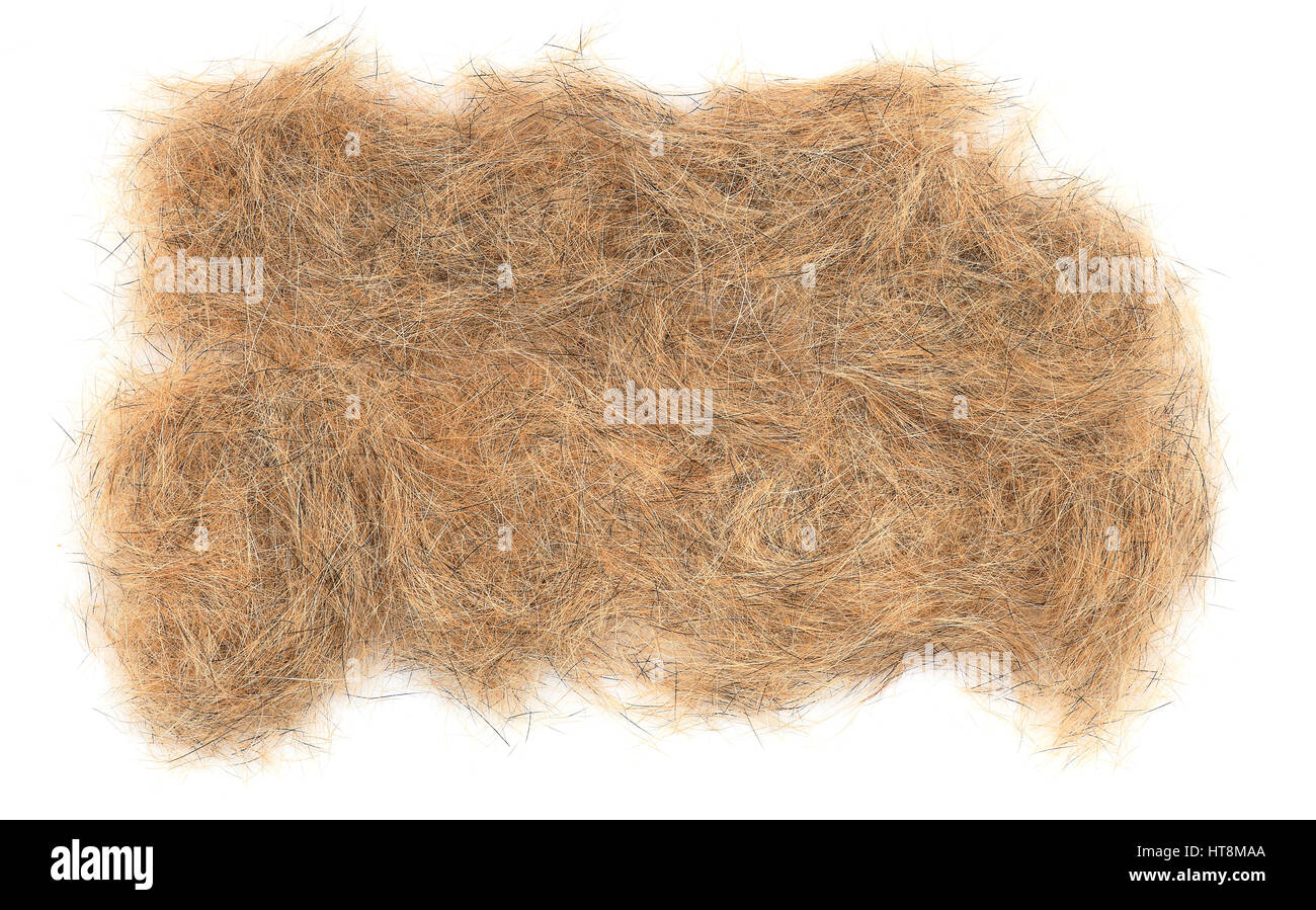 Hunde braune Haare Nahaufnahme. Hundehaare auf weißem Hintergrund. Konzept für die Reinigung von Unternehmen. Stockfoto