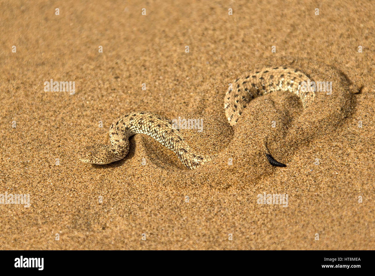 Sidewinder (Peringuey der Addierer) vergraben sich in dem Sand der Namib Wüste Stockfoto