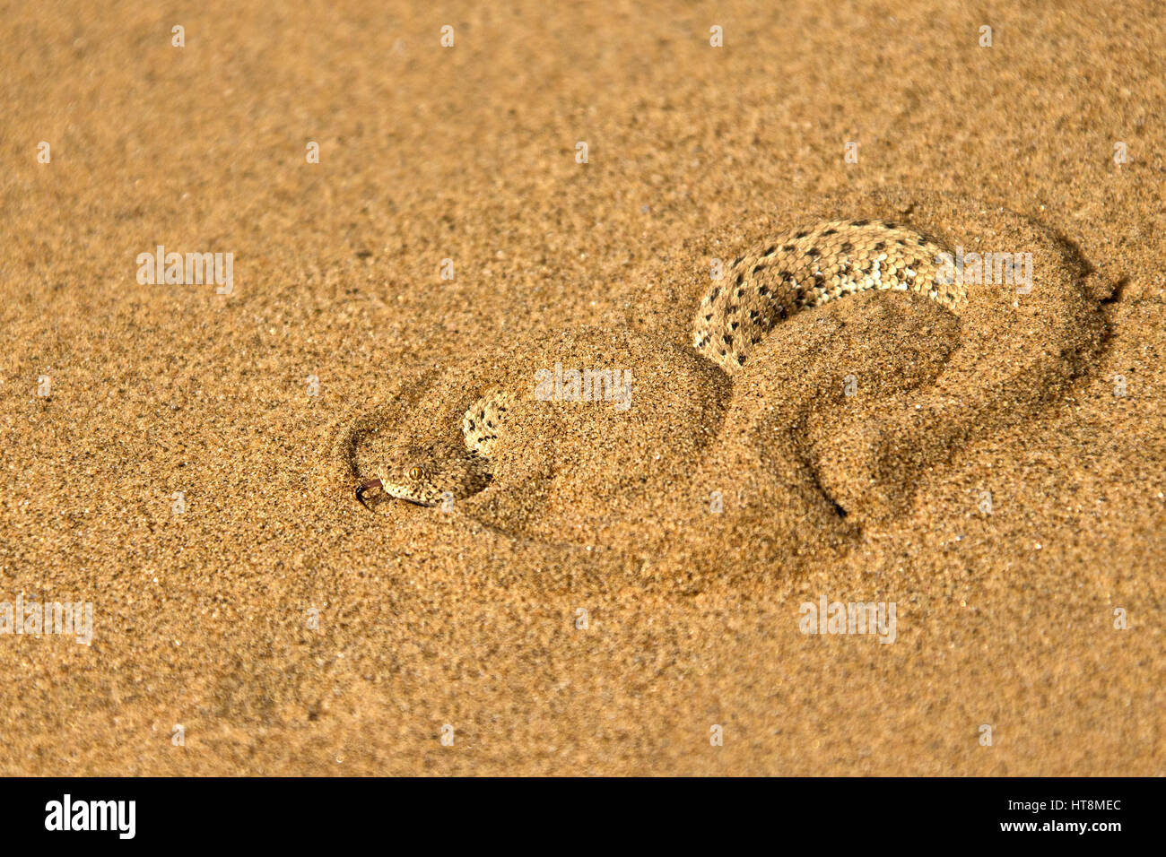 Sidewinder (Peringuey der Addierer) vergraben sich in dem Sand der Namib Wüste Stockfoto