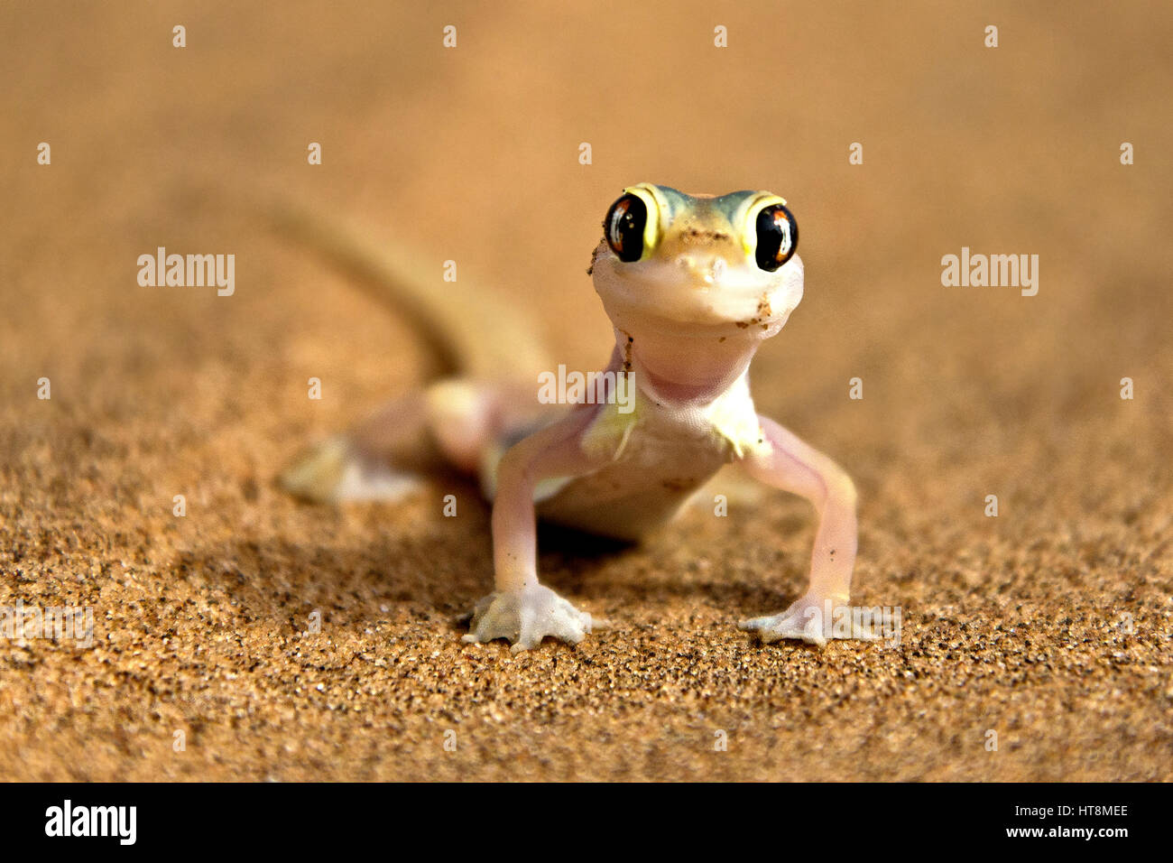 Frech und bunt Palmato Gecko auf dem Sand der Namib-Wüste - Vorderansicht Stockfoto