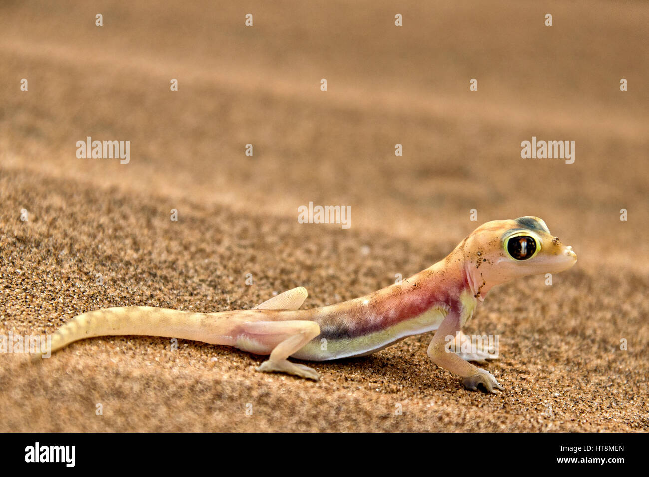 Frech und bunt Palmato Gecko auf dem Sand der Namib-Wüste - Seitenansicht Stockfoto