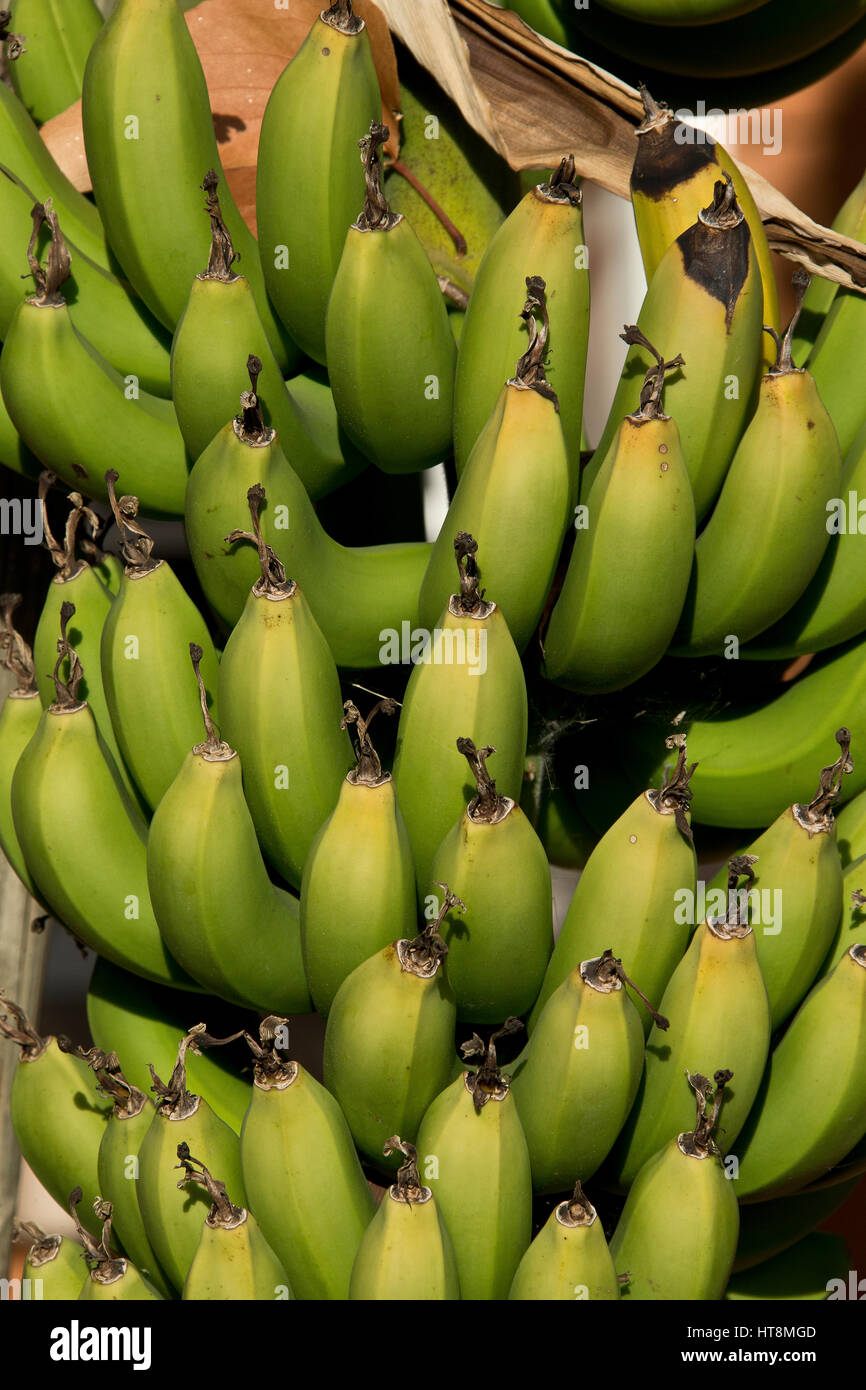 Hände von grünen Bananen wachsen auf dem Baum Stockfoto