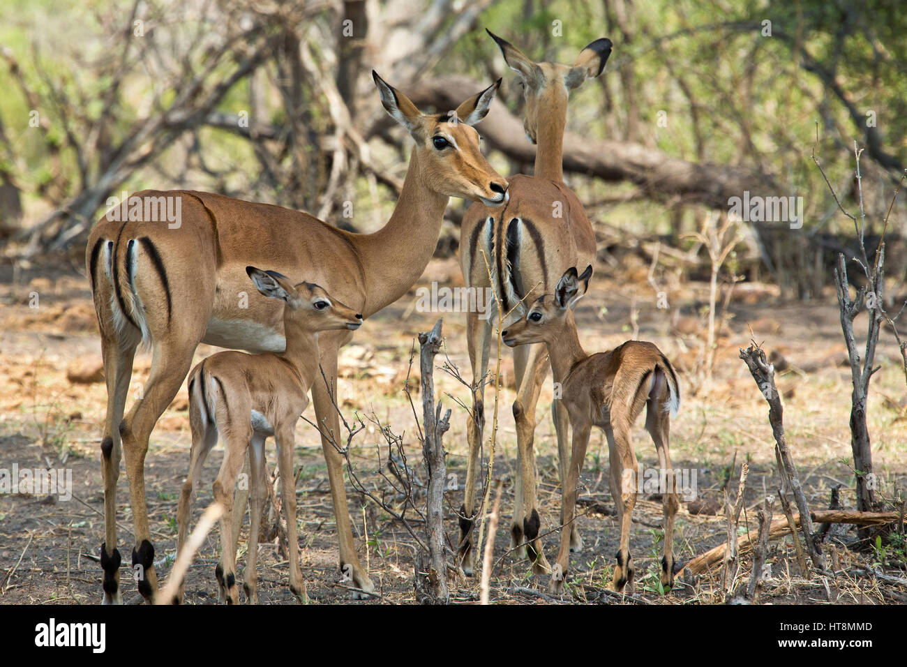 Eine Familie von vier Impala einschließlich Babys Stockfoto