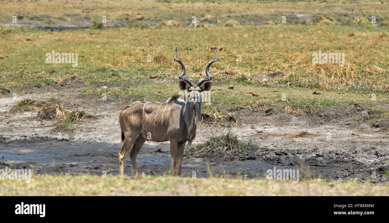 Große männliche Kudu stand Stolz und misstrauisch Stockfoto