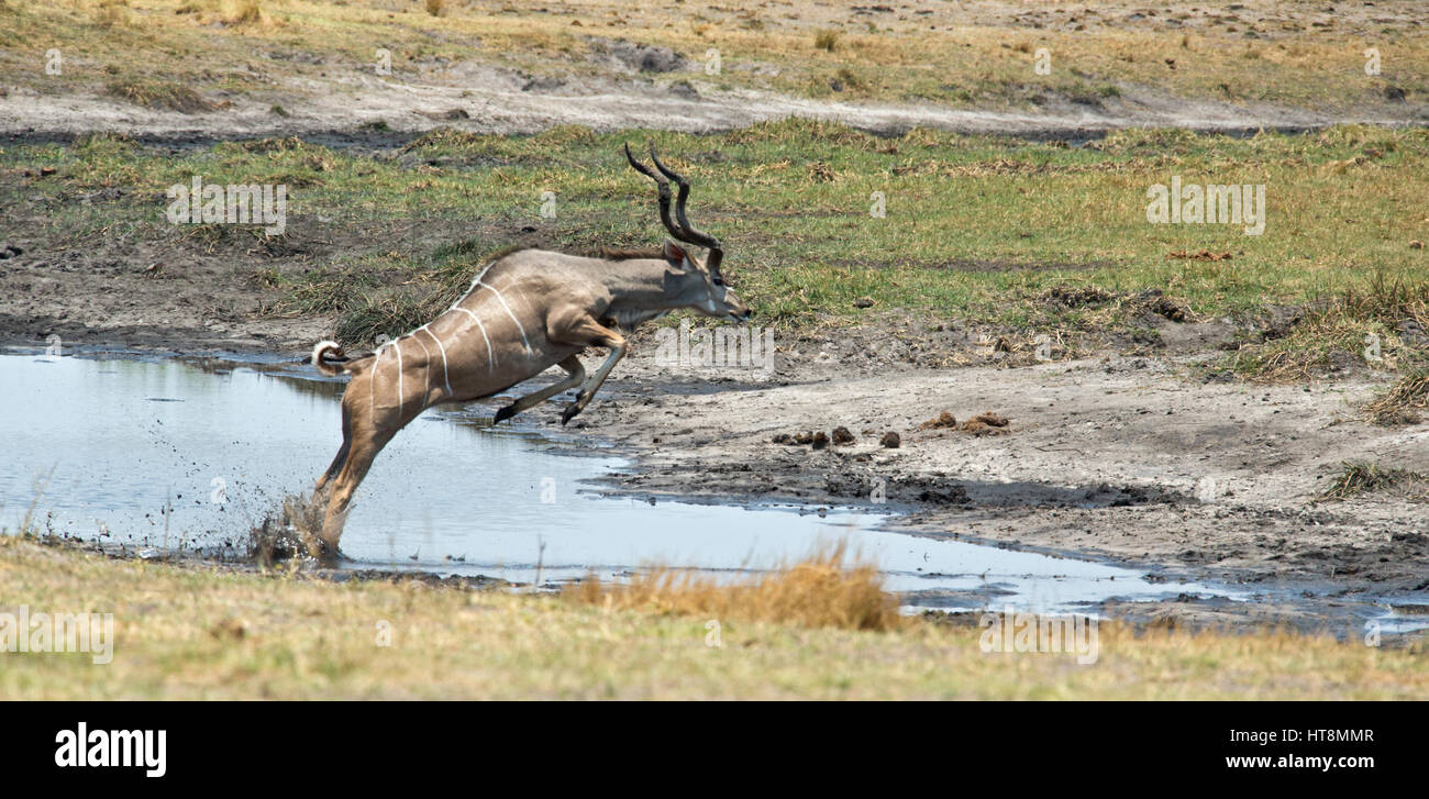 Eine große männliche Kudu Wasser - Sequenz von drei springen. Stockfoto