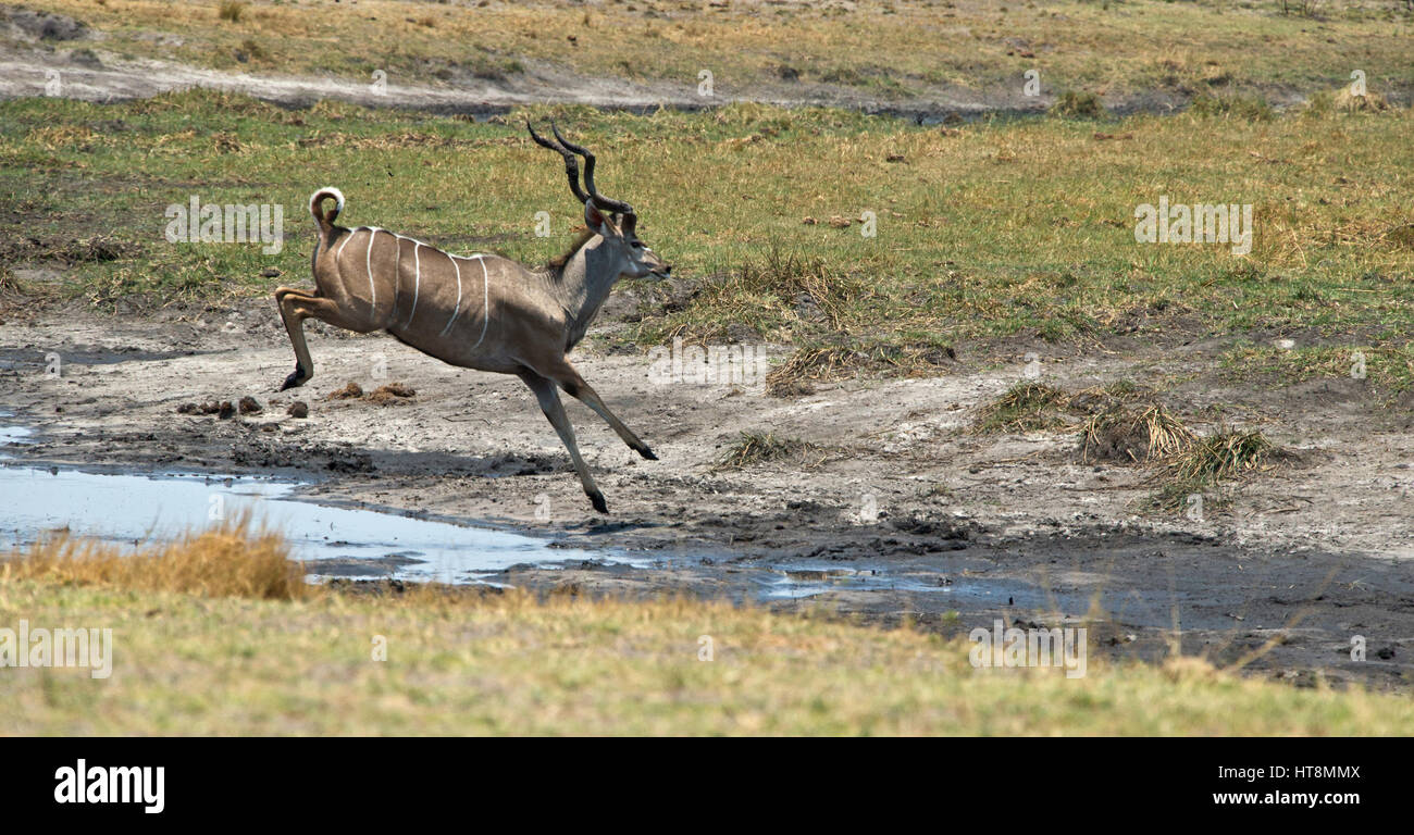 Eine große männliche Kudu Wasser - Sequenz von drei springen. Stockfoto