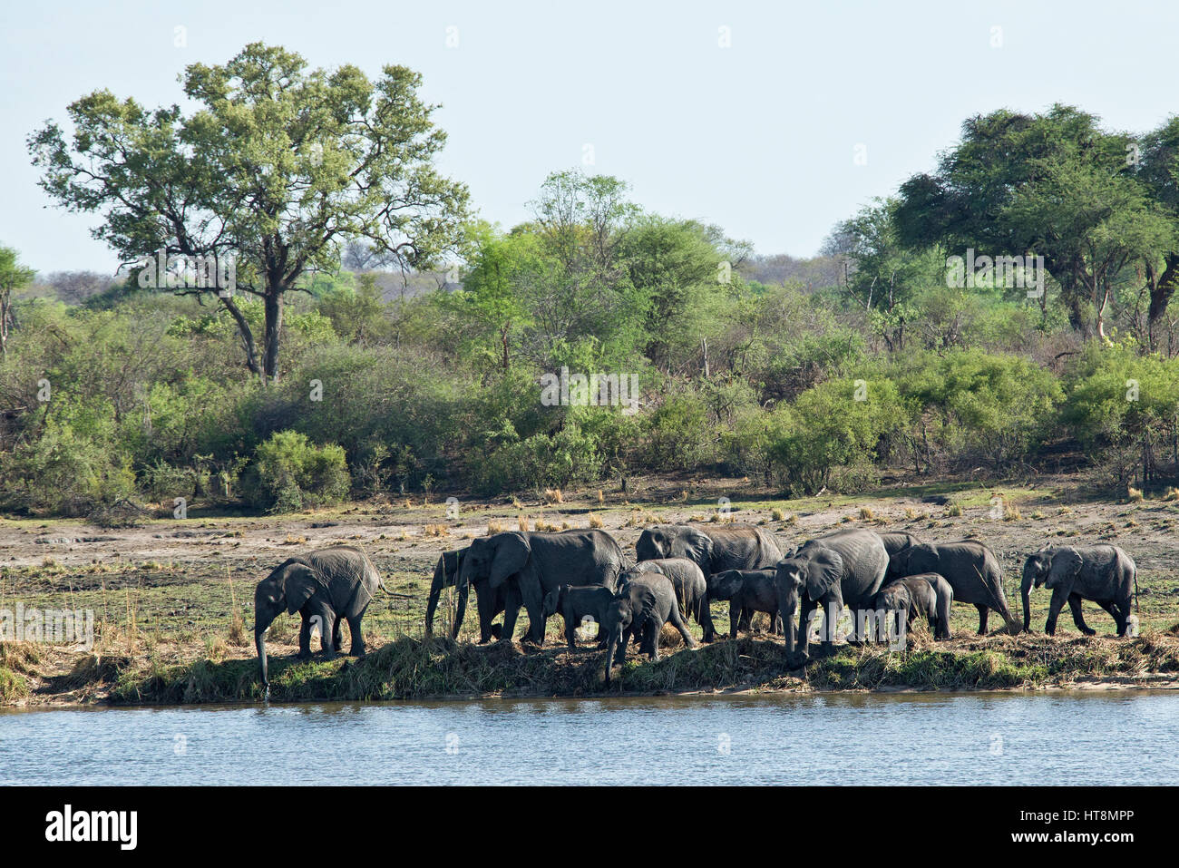 Eine Zucht Herde Elefanten mit jungen unten für einen Drink am Fluss Mahangu Stockfoto