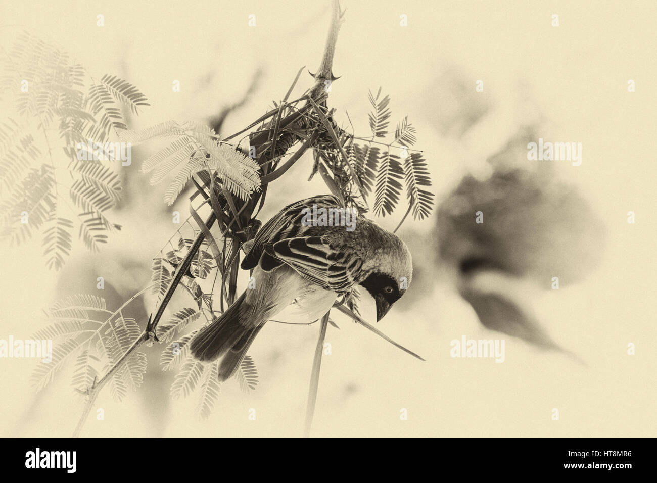 Sepia des Südlichen maskierte Weber Gebäude neues Nest Stockfoto