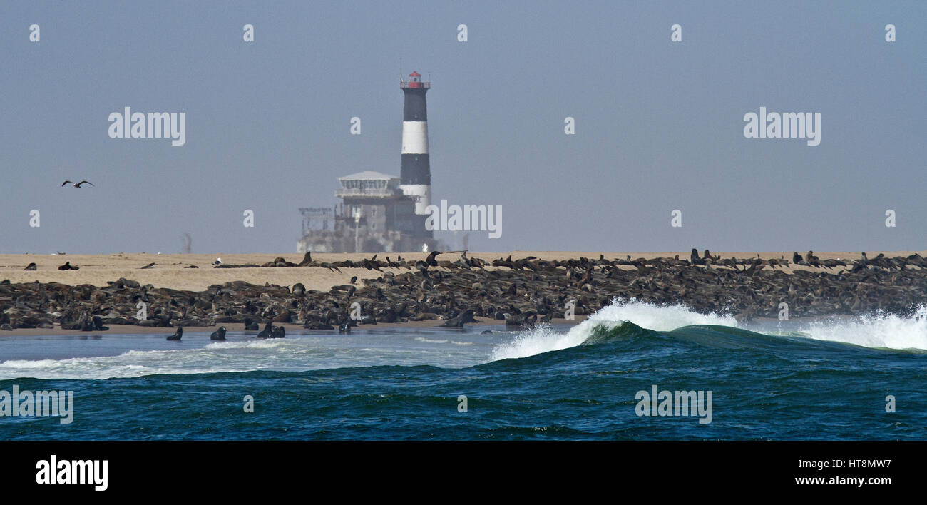 Robbenkolonie vor dem Leuchtturm am Pelican Point Namibia vom Meer. Stockfoto