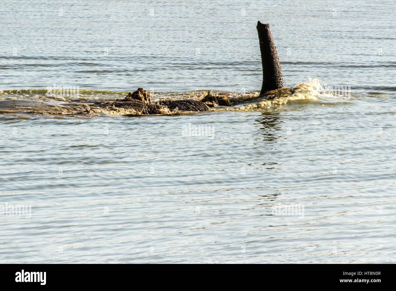 Ein junger Elefant spielt in Okaukuejo Wasserloch Stockfoto