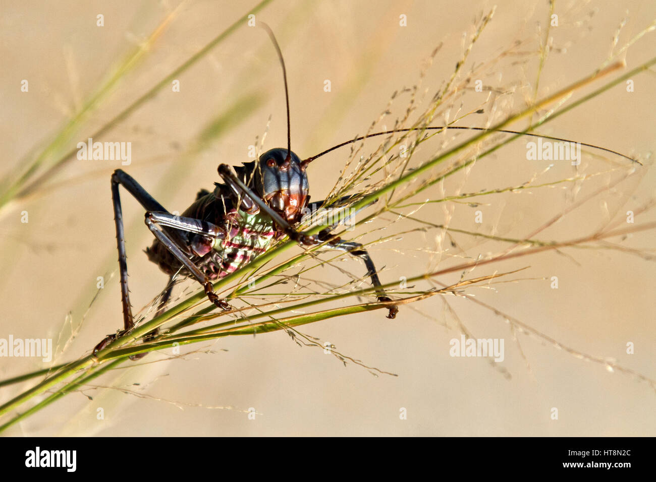 Eine gepanzerte Mais Cricket auf dem Rasen Stockfoto