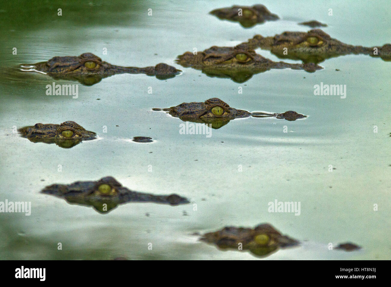 Crocs wie Stepping Stones mit ihren Augen und Schnauzen über dem Wasser Stockfoto