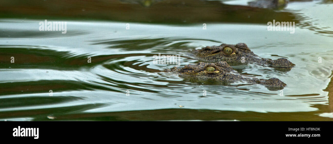 Zwei Krokodile wie Stepping Stones mit ihren Augen und Schnauzen über dem Wasser Stockfoto