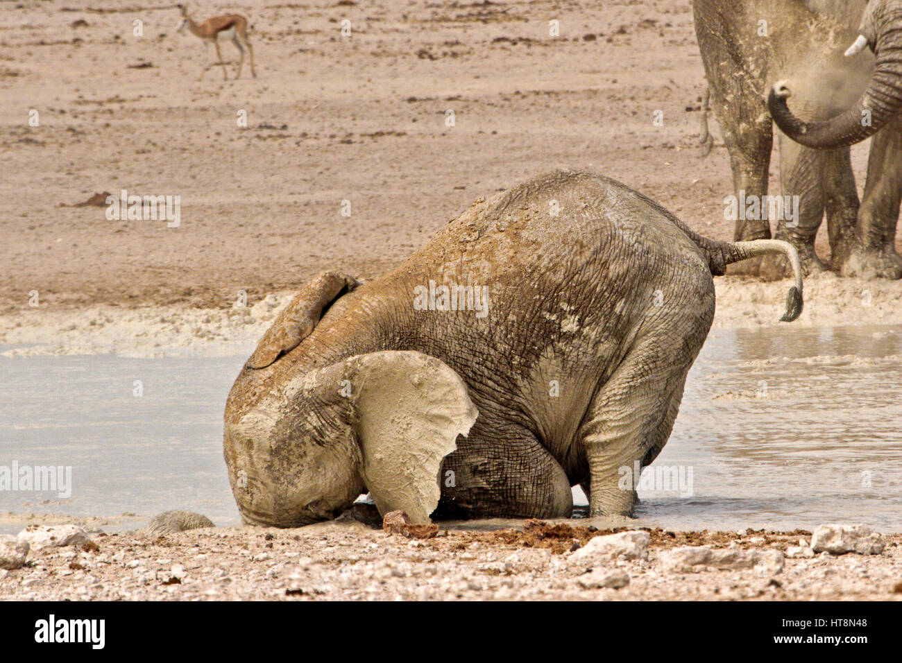 Junger Elefant, Kopf nach unten im Wasser Stockfoto, Bild: 135416520