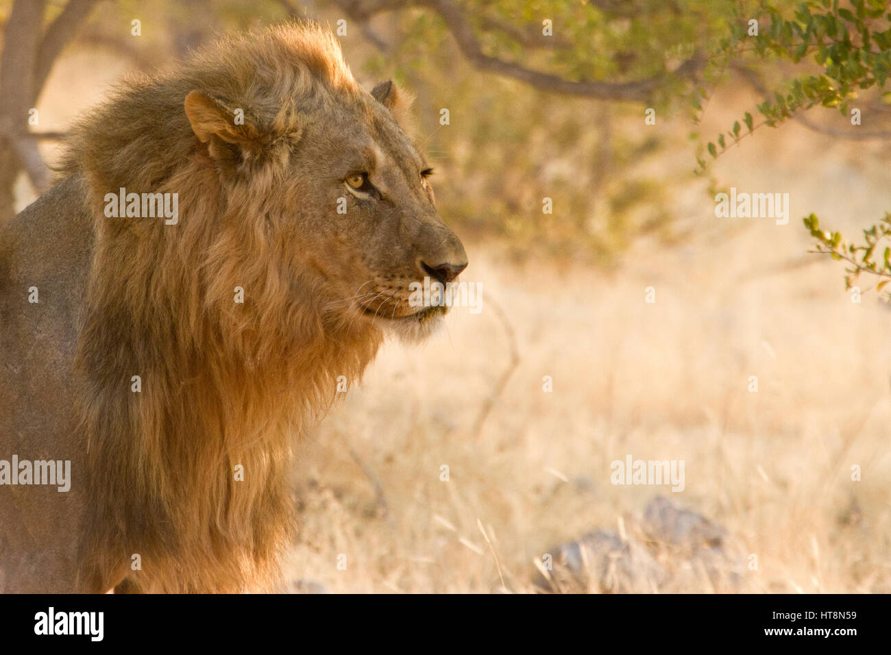 Ein männlicher Löwe im Morgenlicht - Kopf geschossen Stockfoto