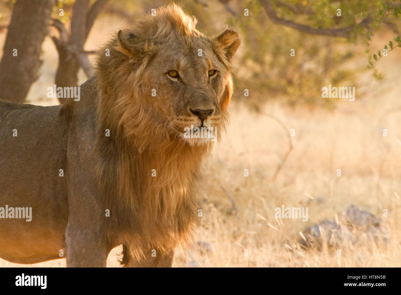 Ein männlicher Löwe im frühen Morgenlicht - Kopf geschossen Verkleidung Stockfoto