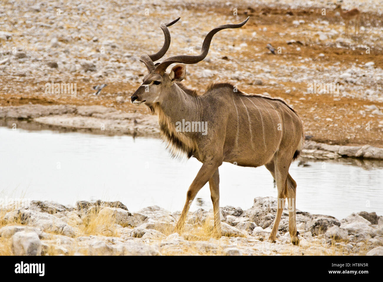 Männliche Kudu verlassen Wasserloch im Etosha, Namibia Stockfoto