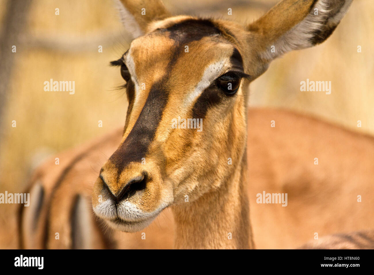 Schwarz konfrontiert Impala Kopf Stockfoto