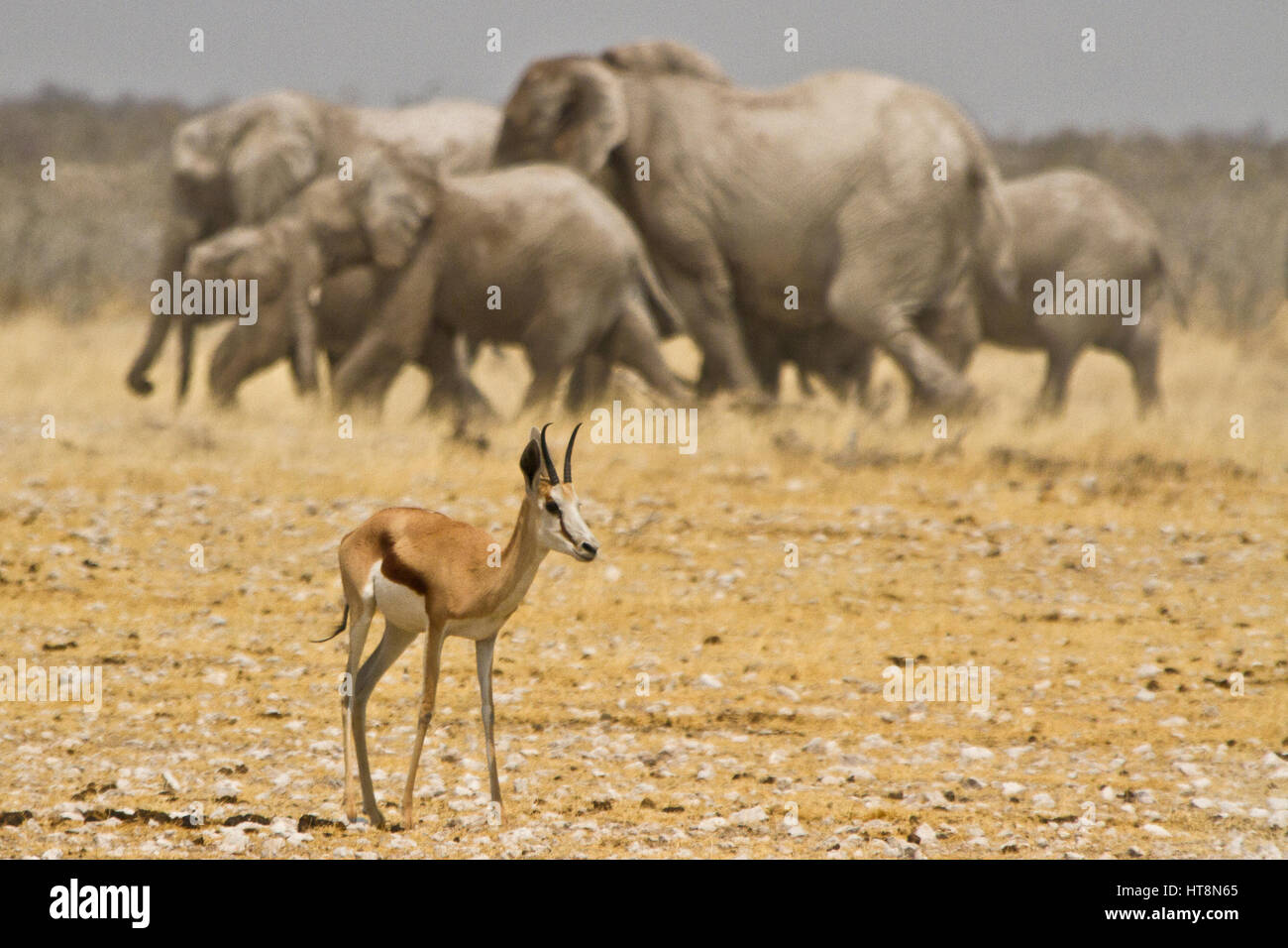 Springbock mit Ellies unterwegs dahinter Stockfoto