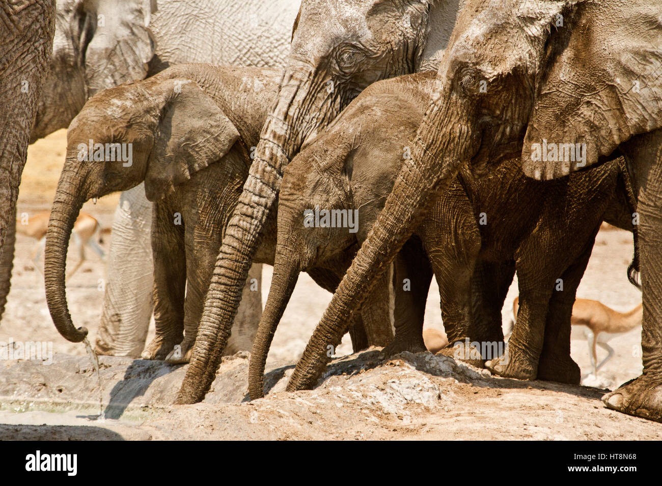 Elefanten am Wasserloch im ETosha, Namibia Stockfoto