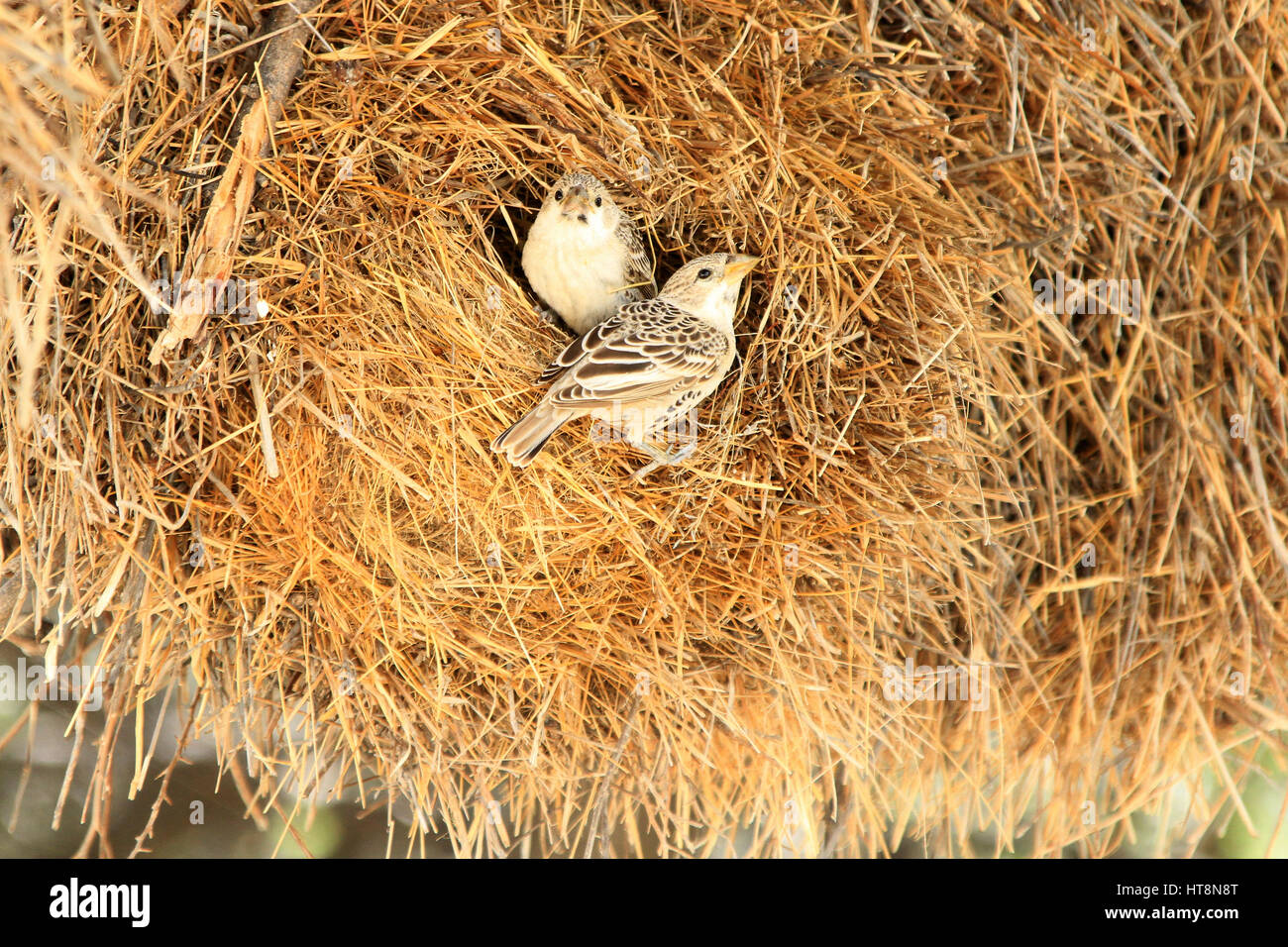Zwei geselligen Webervögel auf nest Stockfoto