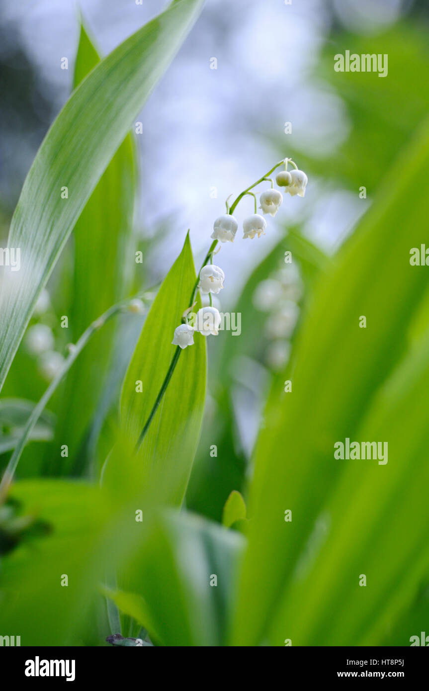 Die Nahaufnahme Schuss des blühenden Lilly des Tales in seiner natürlichen Umgebung, Puumala Region, Finnland Stockfoto
