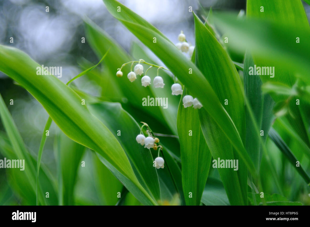 Die Closeup Aufnahme einer Gruppe von blühenden Lilien des Tales in seiner natürlichen Umgebung gemacht vor grünem Hintergrund, Puumala Region, Finnland Stockfoto