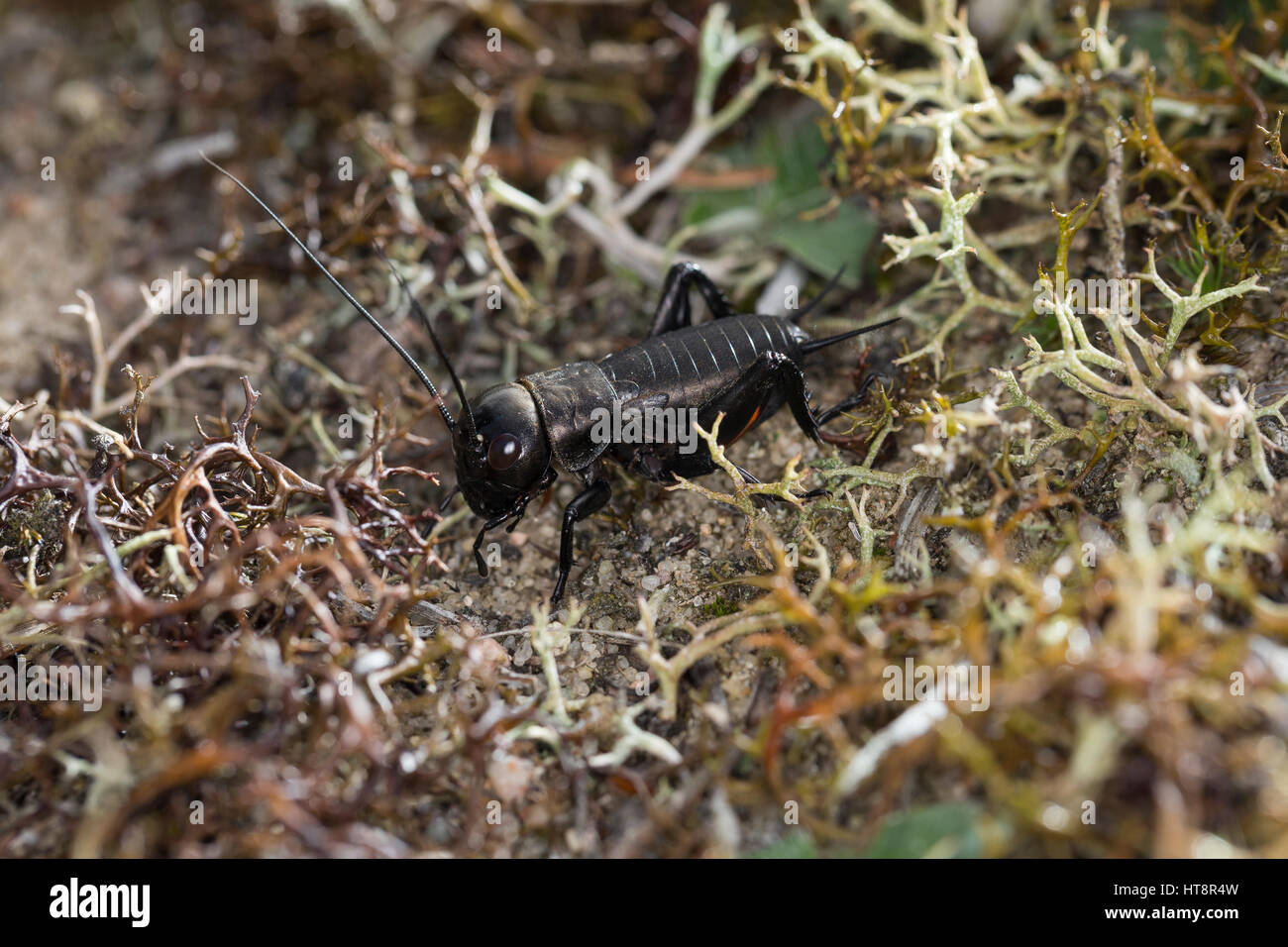 Feldgrille, Larve, Nymphe, Feld-Kühlergrill, Kühlergrill, Gryllus Campestris, Feld Cricket, Grill, Grillen, Gryllidae, Cricket, Grillen Stockfoto