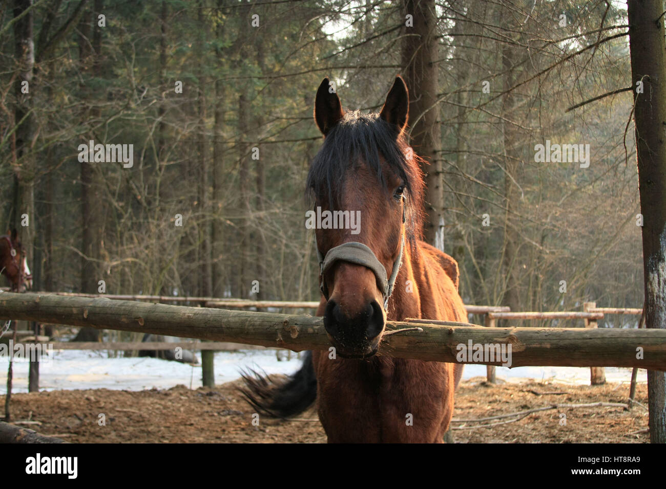 Bucht Pferd auf der Koppel im Wald stehen und schaut in die Kamera. Stockfoto