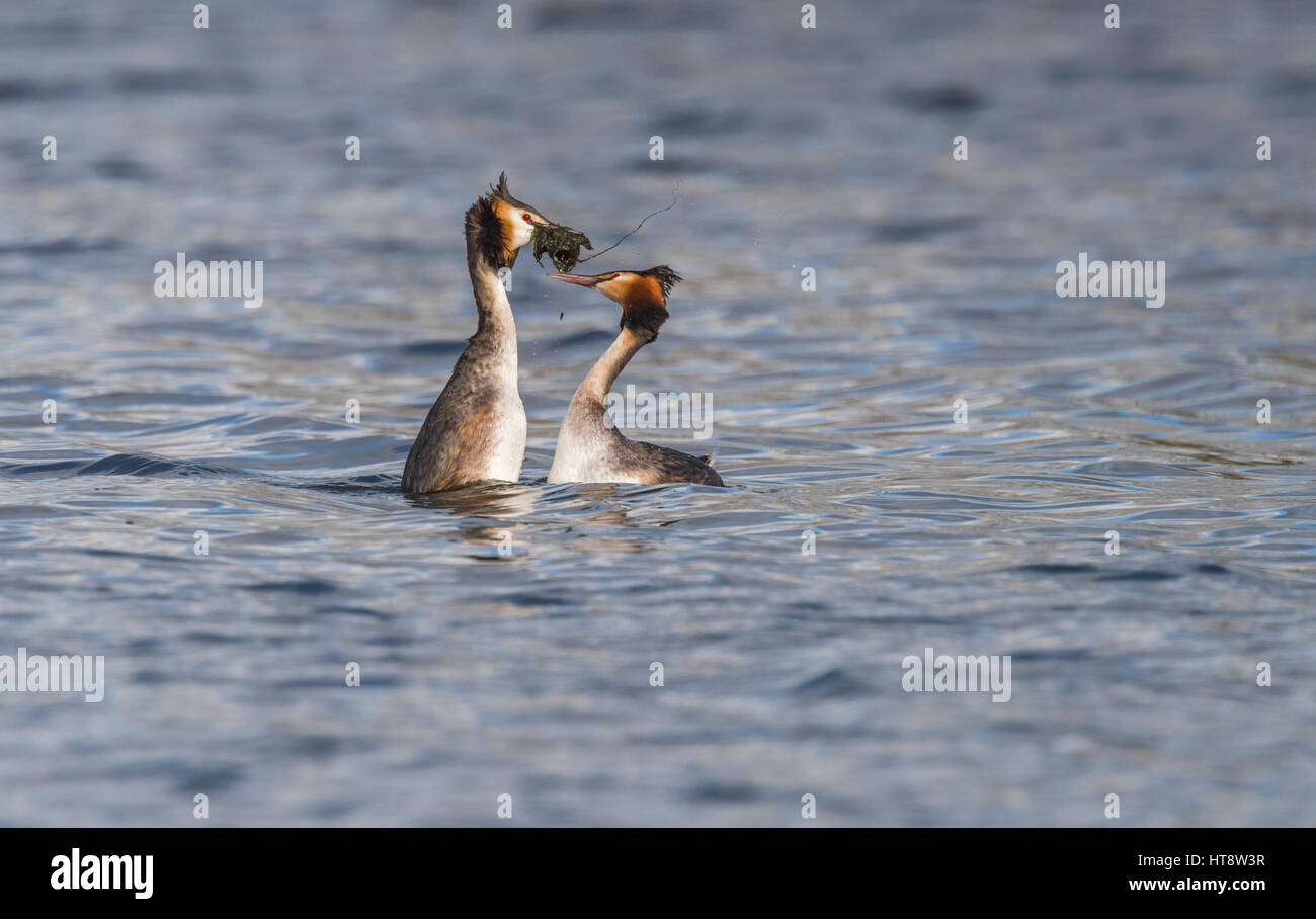 Erwachsenen Great Crested Haubentaucher Balz routine Stockfoto