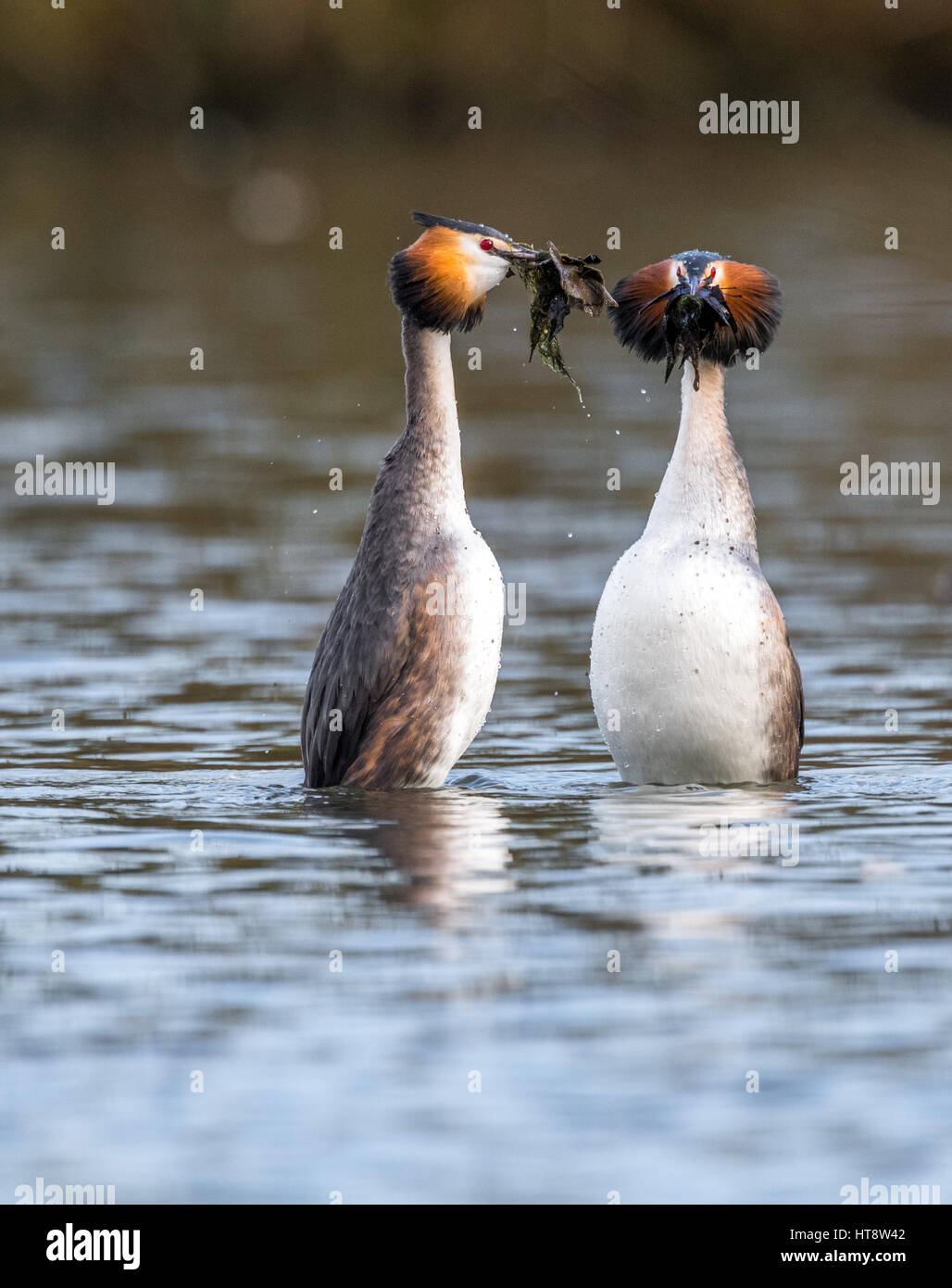 Erwachsenen Great Crested Haubentaucher Balz routine Stockfoto