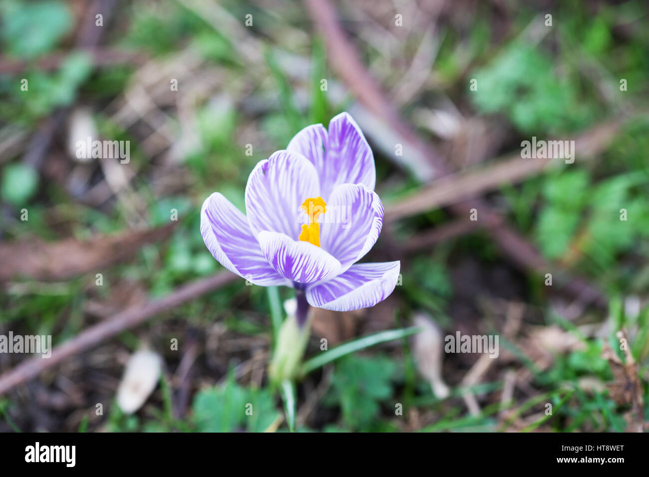 Einzelne Krokus im frühen Frühling. Stockfoto